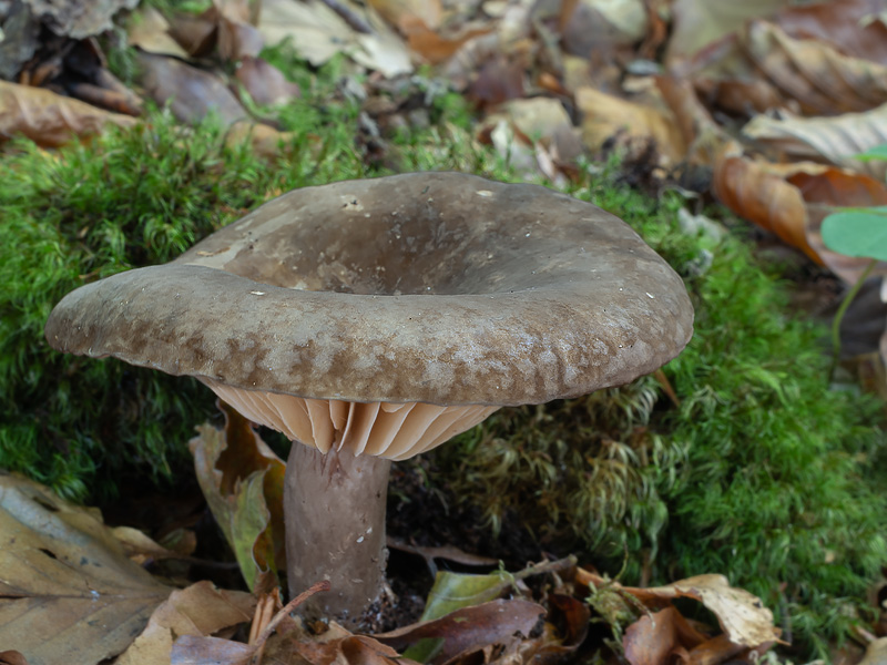 Lactarius romagnesii